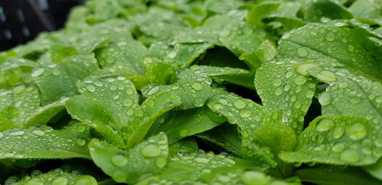 Coeur Vert Oekologisch Mit Viel Ambiente Fuer Seelen-Wellness Роншам Екстер'єр фото